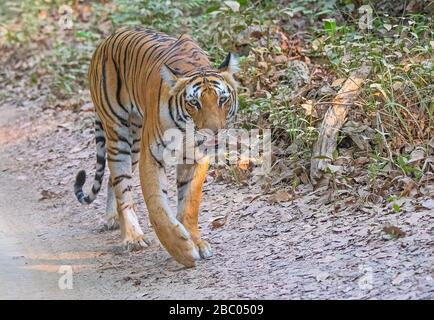 Paarwali Tigress part en safari au parc national de Jim Corbett, Uttarakhand, Inde Banque D'Images