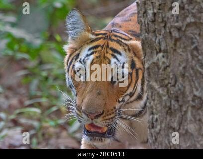 Une photo de clôture du Tigresse de Paarwali au parc national de Jim Corbett, Uttarakhand, Inde Banque D'Images