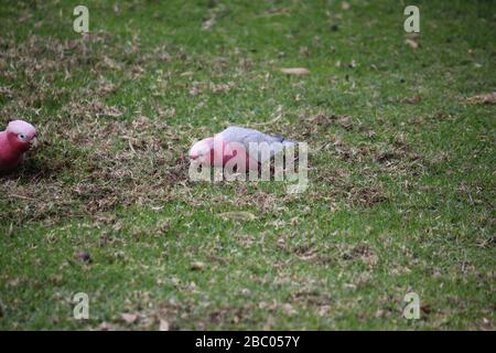 Galah australien sauvage sur le terrain Banque D'Images