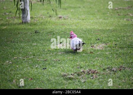 Galah australien sauvage sur le terrain Banque D'Images