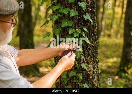 Ancien homme scientifique. Grand-père barbu en forêt. Curiosité à la botanique. Détective picky dans la forêt. Explorez la nature. Retraité avec loupe pour explorer la forêt d'automne jour. Le botaniste examine les plantes. Banque D'Images