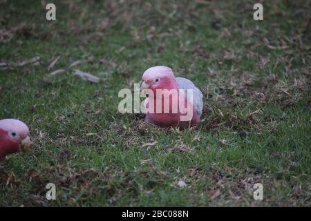 Galah australien sauvage sur le terrain Banque D'Images