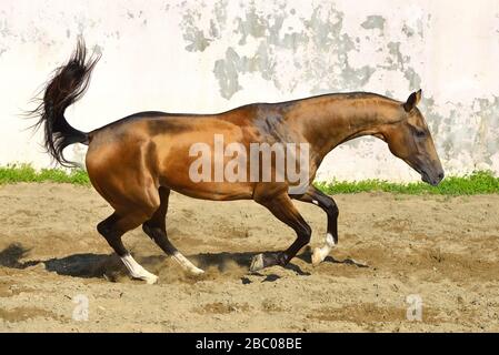 L'étalon d'Akhal Teke, peau de buckskin d'or, s'étend dans un enclos le long d'un mur blanc. Horizontal, vue latérale, en mouvement. Banque D'Images