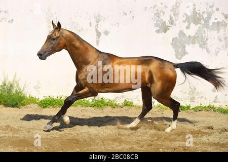 L'étalon d'Akhal Teke, peau de buckskin d'or, s'étend dans un enclos le long d'un mur blanc. Horizontal, vue latérale, en mouvement. Banque D'Images