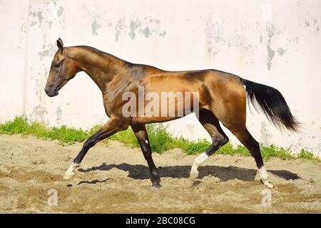 L'étalon d'Akhal Teke, peau de buckskin d'or, s'étend dans un enclos le long d'un mur blanc. Horizontal, vue latérale, en mouvement. Banque D'Images