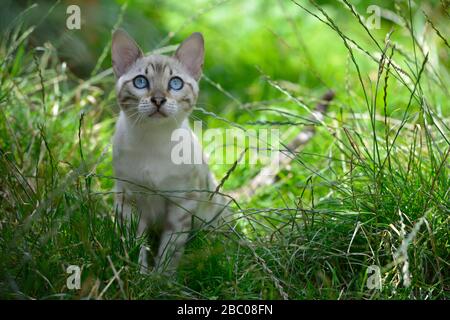 Mignon chaton blanc assis dans la grande herbe en été. Horizontal, vue de face, portrait. Banque D'Images