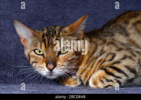 Chat grincheux gros sur fond bleu foncé. Horizontal, vue de face, portrait. Banque D'Images