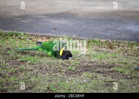 Perroquet australien à col rond Banque D'Images