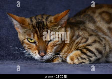 Chat grincheux gros sur fond bleu foncé. Horizontal, vue de face, portrait. Banque D'Images