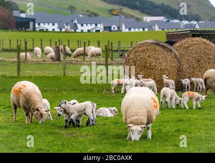 East Lothian, Écosse, Royaume-Uni. 2 avril 2020. Royaume-Uni Météo: Les agneaux de printemps mignons jouent dans un champ d'herbe tandis que leurs mères s'agitent Banque D'Images