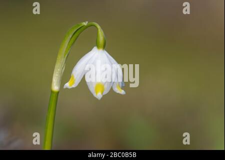 Leucojum est un petit genre de plantes bulbeuses indigènes de l'Eurasie appartenant à la famille Amaryllis, sous-famille Amaryllidoideae. Banque D'Images