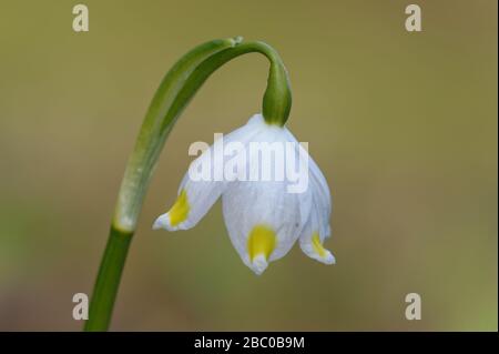 Leucojum est un petit genre de plantes bulbeuses indigènes de l'Eurasie appartenant à la famille Amaryllis, sous-famille Amaryllidoideae. Banque D'Images