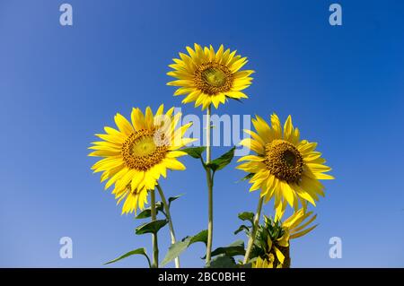 Le bouquet de tournesols fleuris frais isolés sur fond bleu ciel dans le champ Banque D'Images