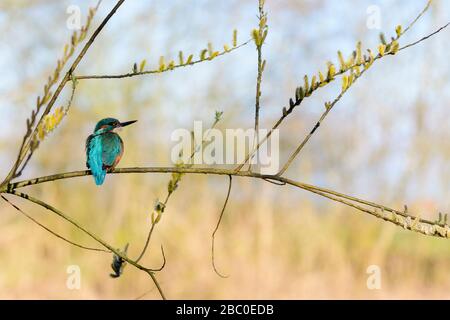 Kingfisher au printemps dans un saule avec des chatons fleuris jaunes Banque D'Images