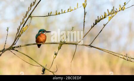 Kingfisher au printemps dans un saule avec des chatons fleuris jaunes Banque D'Images