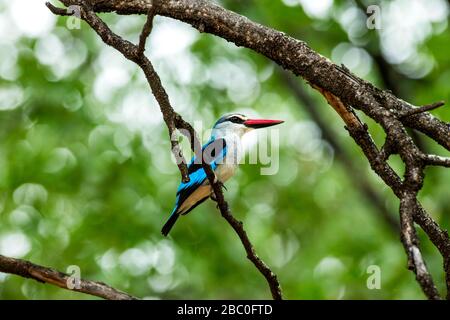 Un Kingfisher forestier perché dans l'arbre dans le Parc National Kruger, Afrique du Sud Banque D'Images