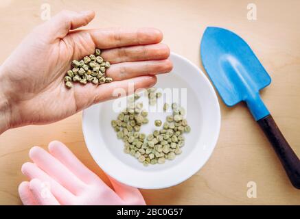 Tremper les graines de pois verts dans de l'eau chaude dans le bol pour fixer le processus de germination lors de la plantation dans le jardin. Les graines trempez dans un bol blanc. Banque D'Images