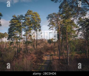 RANDONNEURS SUR UN SENTIER DE CYCLISME BORDÉ DE PINS DANS LA FORÊT DE RAMBOUILLET, YVELINES (78), ILE-DE-FRANCE, FRANCE Banque D'Images