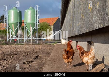 COOP ET SILOS STOCKANT LES ALIMENTS POUR ANIMAUX, FERME DE POULET DE LIBRE GAMME AVEC POULES PONDEUSES, SAINT-MARTIN-DE-BRETHENCOURT, YVELINES Banque D'Images