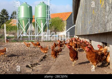 COOP ET SILOS STOCKANT LES ALIMENTS POUR ANIMAUX, FERME DE POULET DE LIBRE GAMME AVEC POULES PONDEUSES, SAINT-MARTIN-DE-BRETHENCOURT, YVELINES Banque D'Images