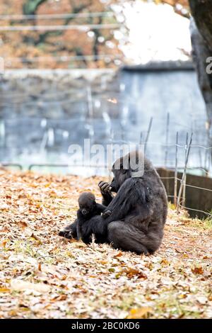 Une femme de l'Ouest Gorilla Lowland est assise avec son bébé dans son habitat au zoo d'Atlanta Banque D'Images