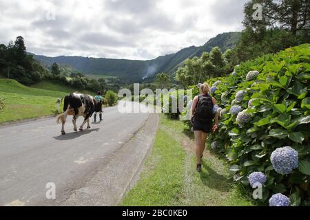 Un garçon marchant une vache sur une corde le long d'une longue route sinueuse avec hortensias dans une vallée sur l'île de São Miguel, Açores, Portugal. Banque D'Images