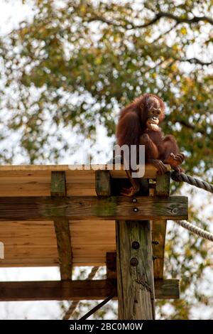 Orangutan borean installé sur une plate-forme dans un arbre au zoo d'Atlanta Banque D'Images