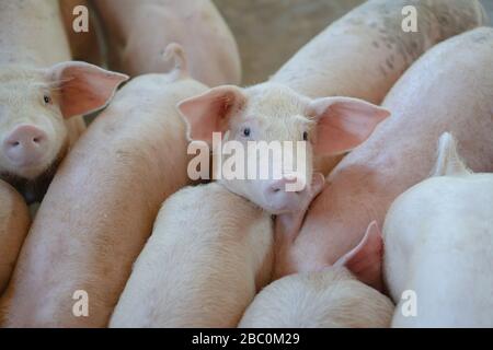 Groupe de cochon qui a l'air en bonne santé dans l'ANASE local ferme porcine à l'élevage. Le concept de l'agriculture propre et uniforme sans maladies locales ou condition Banque D'Images
