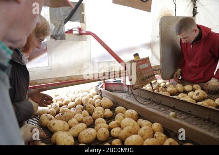 Ouvriers agricoles triant des pommes de terre fraîchement récoltées à Branston Patato, Lincolnshire, Royaume-Uni. Banque D'Images