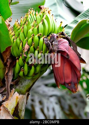 Bande de banane (Musa acuminata) avec fleur rouge Banque D'Images