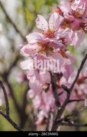 Fleurs d'amandes (Prunus dulcis), fleuries avec lumière naturelle Banque D'Images