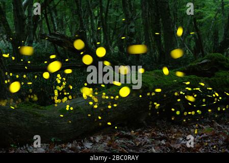 Vol lucicole abstrait et bokeh dans la forêt sauvage. Lucioles Lampyridae volantes dans la forêt la nuit en Bulgarie. Banque D'Images