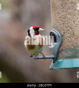 Londres, Royaume-Uni. 2 avril 2020. Goldfinch se nourrit d'oiseaux suspendus dans un jardin de banlieue. Crédit : Malcolm Park/Alay Live News. Banque D'Images