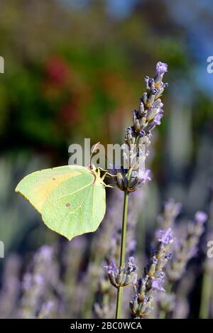 Mâle de macro (Gonepteryx cleopatra Cleopatra butterfly) se nourrissant de fleurs de lavande vue de profil Banque D'Images