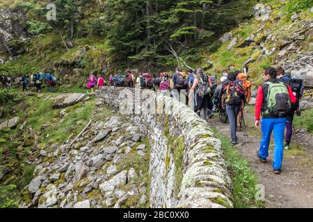 LA TROUBADE OU TROBADA, UNE TRADITION CATALANE, GRIMPANT SUR LA MONTAGNE DE CANIGOU À PIED POUR PLACER UN ENSEMBLE DE POUSSES DE GRAPEVINE AU SOMMET, (66) PYRÉNÉES-ORIENTALES, LANGUEDOC-ROUSSILLON, OCCITANIE, FRANCE Banque D'Images