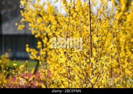Floraison du buisson forsythia jaune au soleil de printemps Brighton UK Forsythia est un genre de plantes à fleurs de la famille des oliviers Oleaceae Photographie tak Banque D'Images