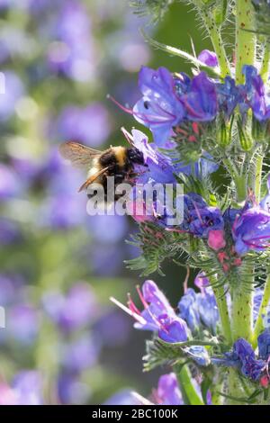 Gartenhummel, Garten-Hummel, Blütenbesuch an Natternkopf, Natternzunge, Echium vulgare, Bombus hortorum, Megabombus hortorum, petite abeille bourdonnante de jardin, Banque D'Images