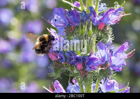 Gartenhummel, Garten-Hummel, Blütenbesuch an Natternkopf, Natternzunge, Echium vulgare, Bombus hortorum, Megabombus hortorum, petite abeille bourdonnante de jardin, Banque D'Images