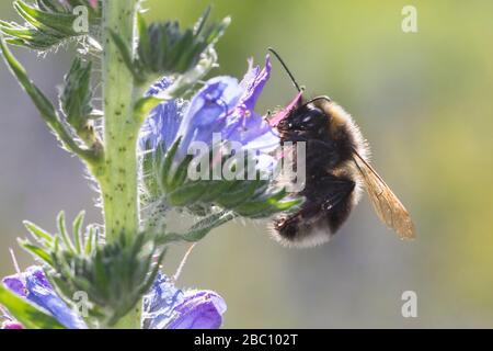 Gartenhummel, Garten-Hummel, Blütenbesuch an Natternkopf, Natternzunge, Echium vulgare, Bombus hortorum, Megabombus hortorum, petite abeille bourdonnante de jardin, Banque D'Images