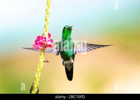 Un colibri à rumpe de cuivre posant par une fleur rose de Vervain dans un jardin tropical. Banque D'Images