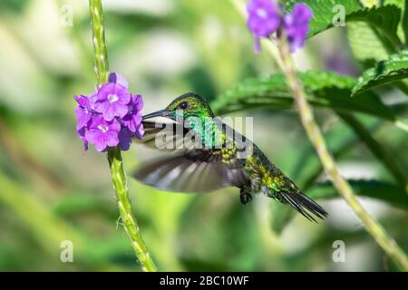 Un saphir bleu-chiné se nourrissant sur une plante de Vervain le jour ensoleillé lumineux dans un jardin tropical. Banque D'Images