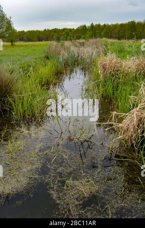 Un petit ruisseau traversant la zone humide d'Avon Meadows à Pershore, Worcestershire UK Banque D'Images