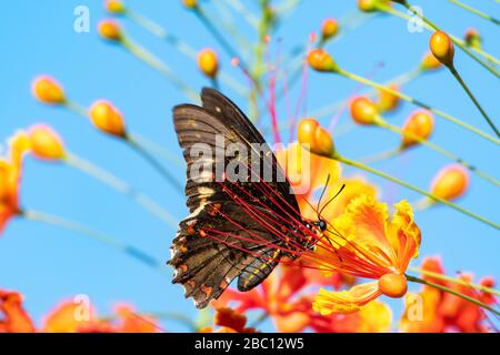 Un papillon à queue d'or à bords de Swallowtail se nourrissant sur l'arbre de la fierté de la Barbade, une journée ensoleillée avec un éclairage naturel. Banque D'Images