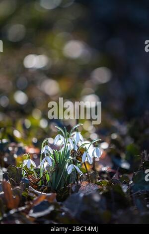 Allemagne, Saxe-Anhalt, Snowdrops (galanthus) au printemps Banque D'Images