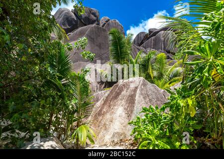 Tropische végétation zwiachen Granitfelsen am Strand Anse Source d'argent, Insel la Digue, Seychelles, Indischer Ozean, Afrika Banque D'Images