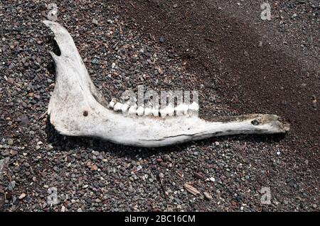 Un os mandibule et des dents d'une mâchoire d'orignal sur une barre de gravier à côté du lac Cold Fish dans le parc provincial de Spatsizi, dans le nord de la Colombie-Britannique, au Canada. Banque D'Images