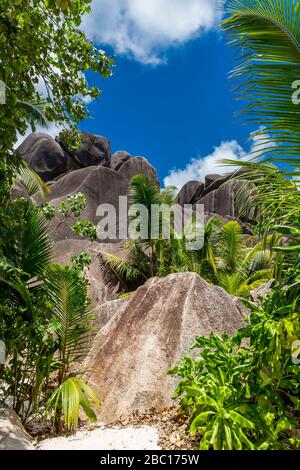 Tropische végétation zwiachen Granitfelsen am Strand Anse Source d'argent, Insel la Digue, Seychelles, Indischer Ozean, Afrika Banque D'Images