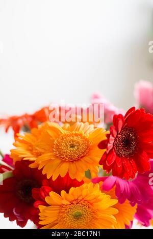 Bouquet de marguerites fleuries Banque D'Images