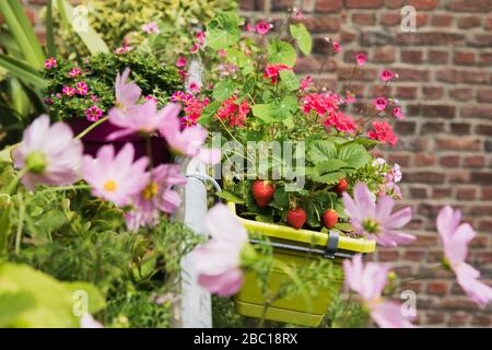 Fraises et fleurs diverses qui poussent dans la boîte à fenêtre en été Banque D'Images