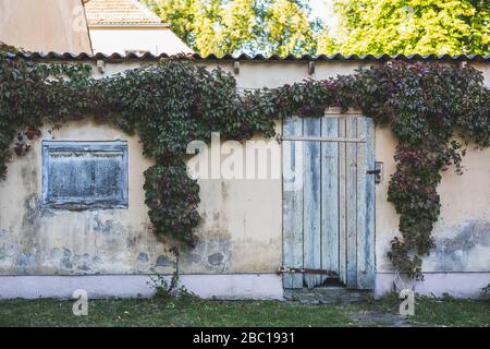 Allemagne, Brandebourg, Potsdam, vieux mur d'Ivy qui surgrandit Banque D'Images